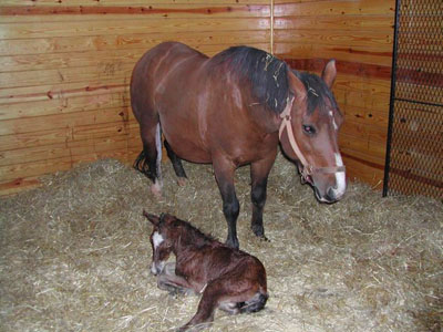 Newborn Molly