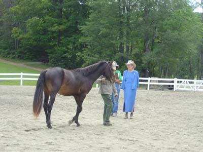 Stallion Class